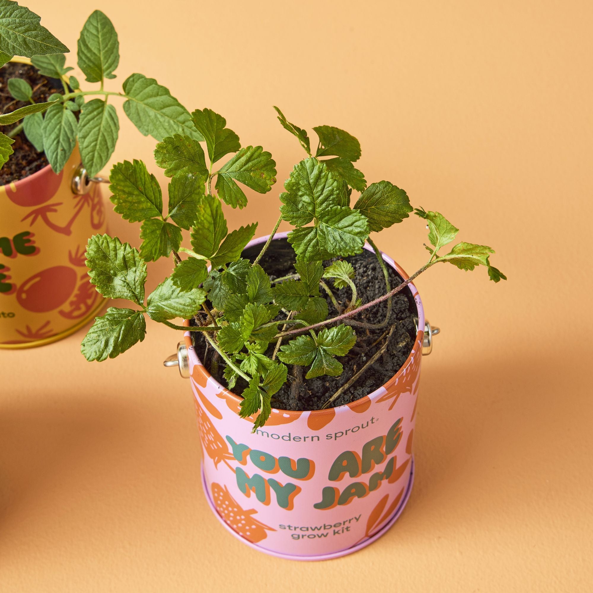 Complimentary Color Grow Kit - Strawberry