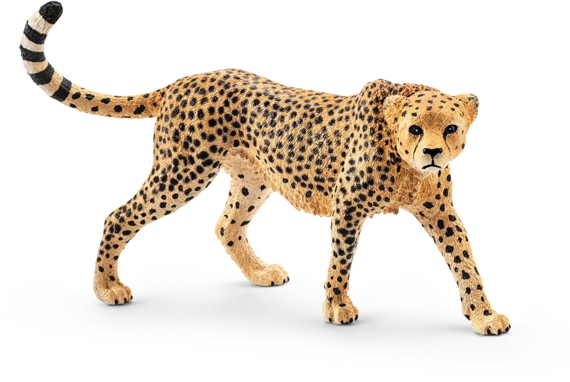 Cheetah Female