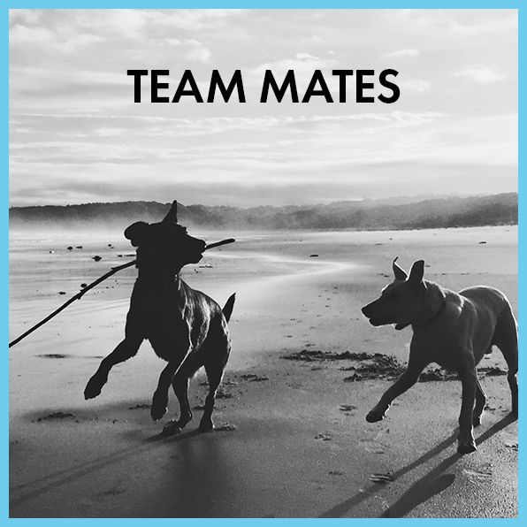 Three Wild Dogs (and the truth): A Memoir
