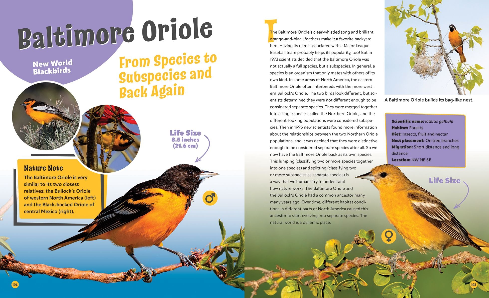 Birds Life Size: Up Close and Personal with 47 Bird Species