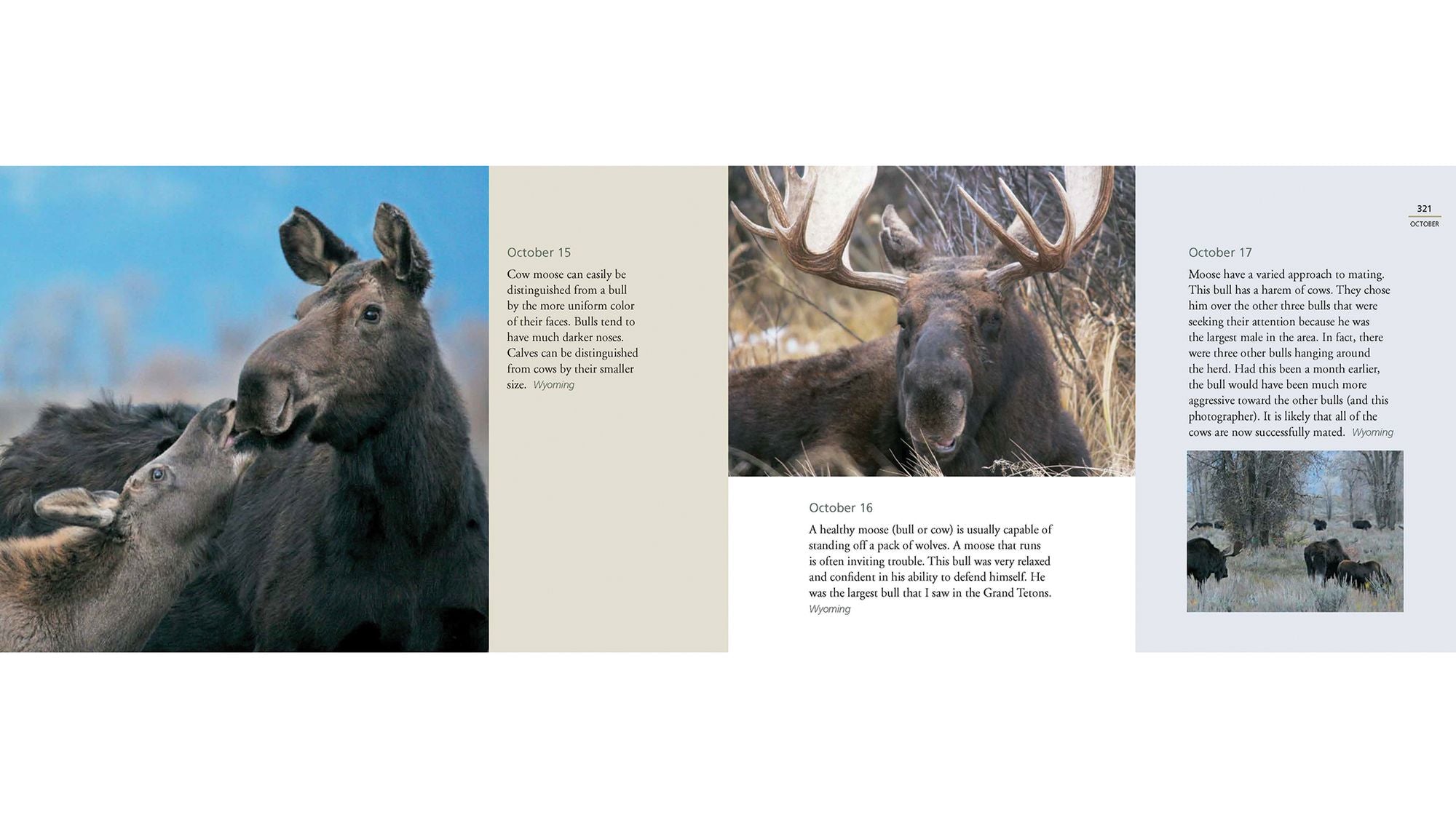 Deer World