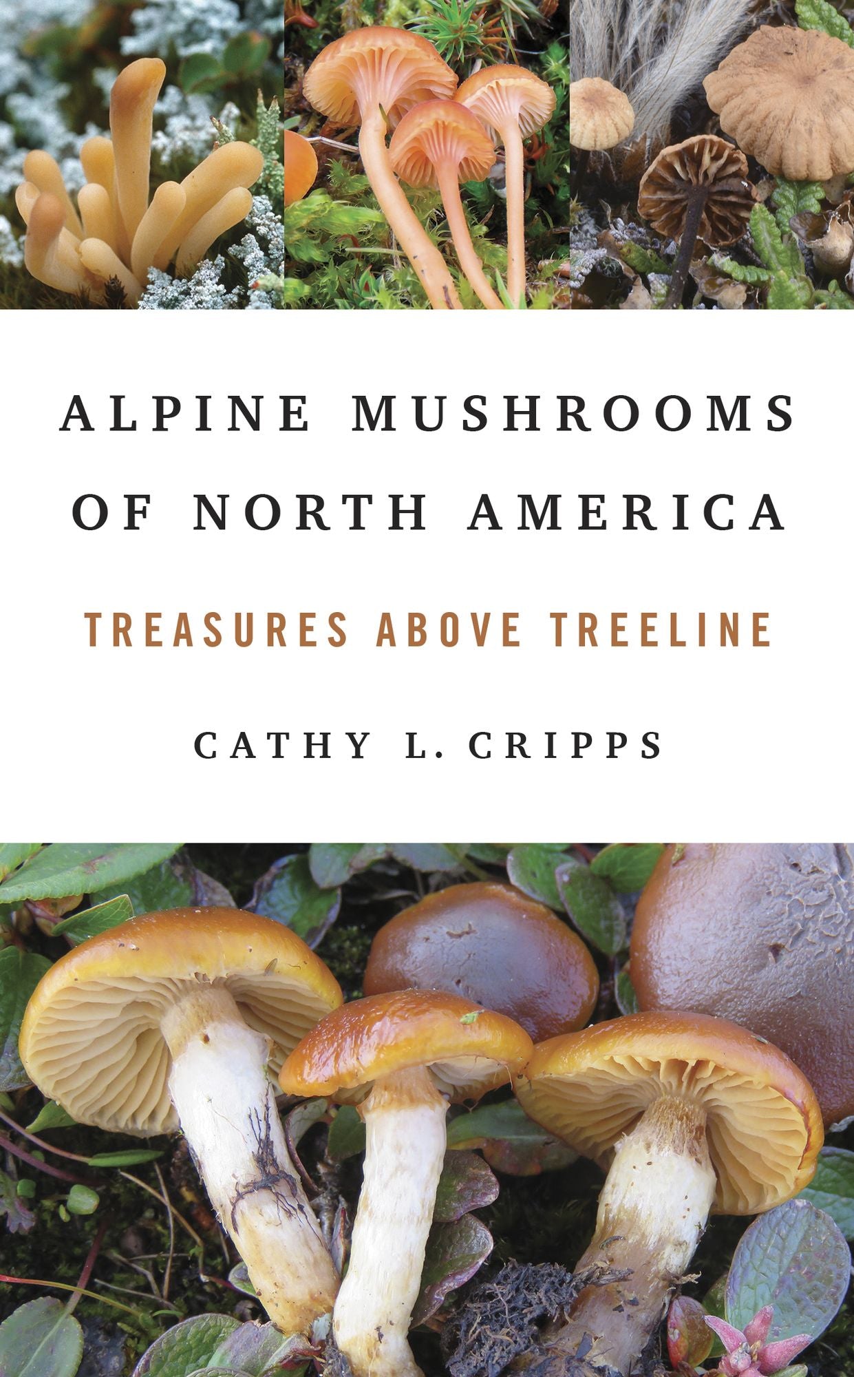 Alpine Mushrooms of North America: Treasures above Treeline