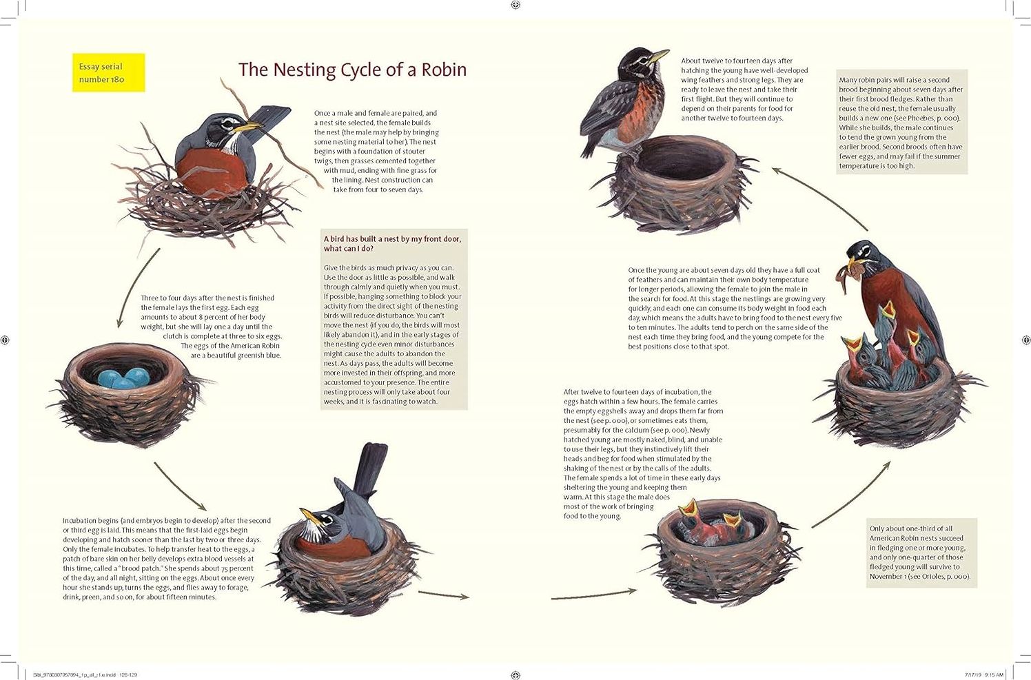 What It's Like to Be a Bird: From Flying to Nesting, Eating to Singing--What Birds Are Doing, and Why