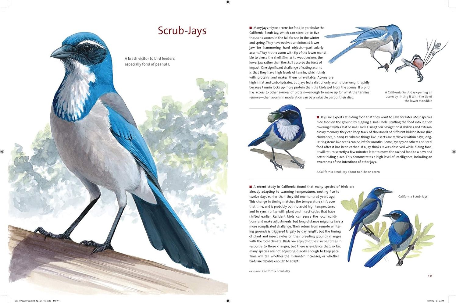 What It's Like to Be a Bird: From Flying to Nesting, Eating to Singing--What Birds Are Doing, and Why