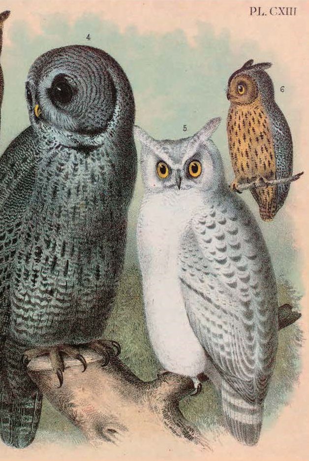 The Bedside Book of Birds: An Avian Miscellany