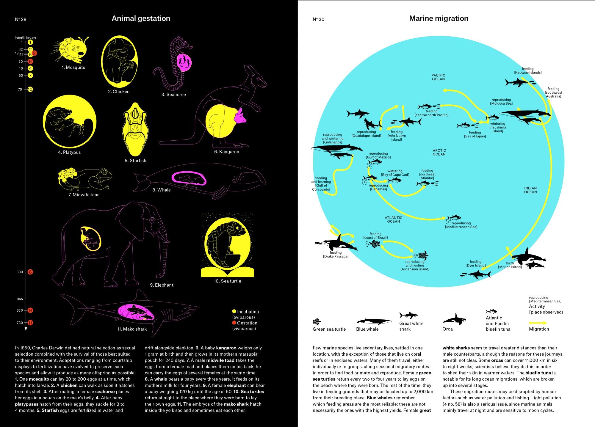 Phenomena: An Infographic Guide to Almost Everything