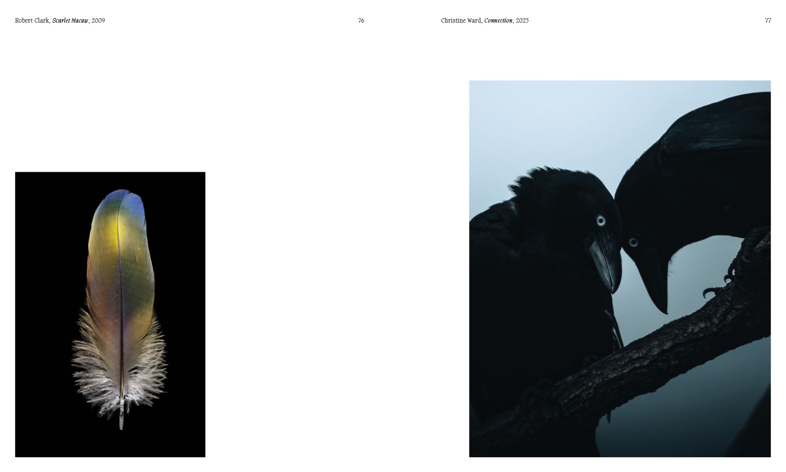 Aviary: The Bird in Contemporary Photography