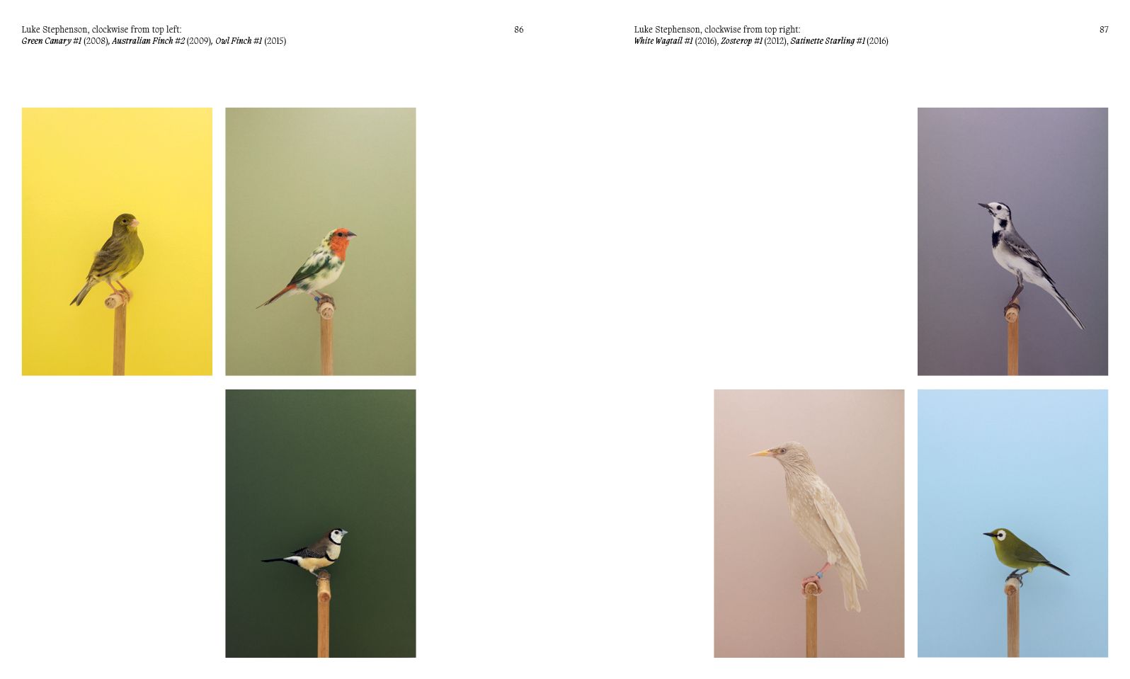 Aviary: The Bird in Contemporary Photography