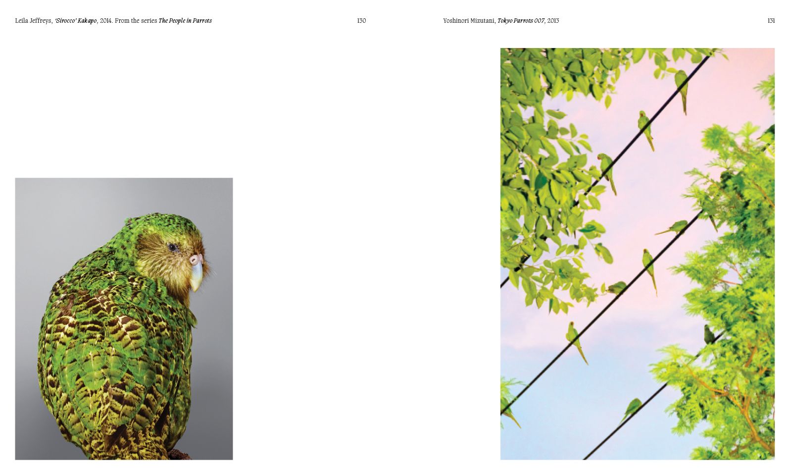 Aviary: The Bird in Contemporary Photography