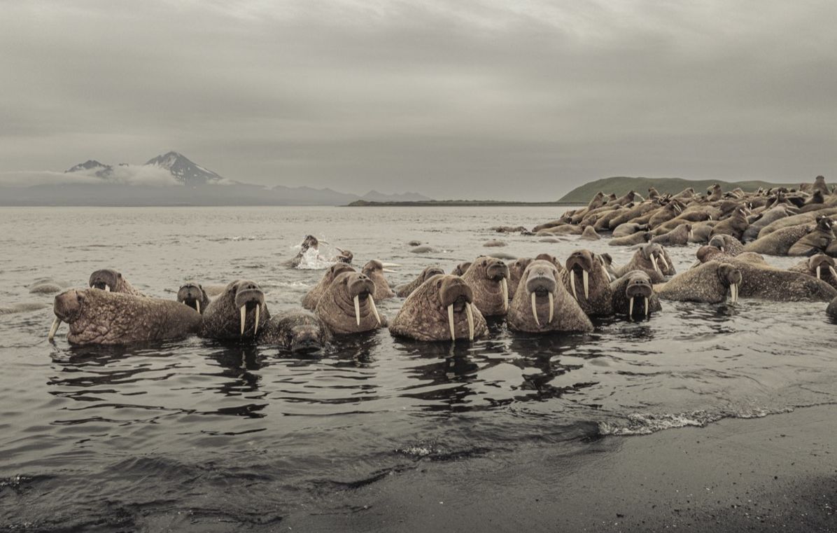 Wild Ocean: A Journey to the Earth's Last Wild Coasts