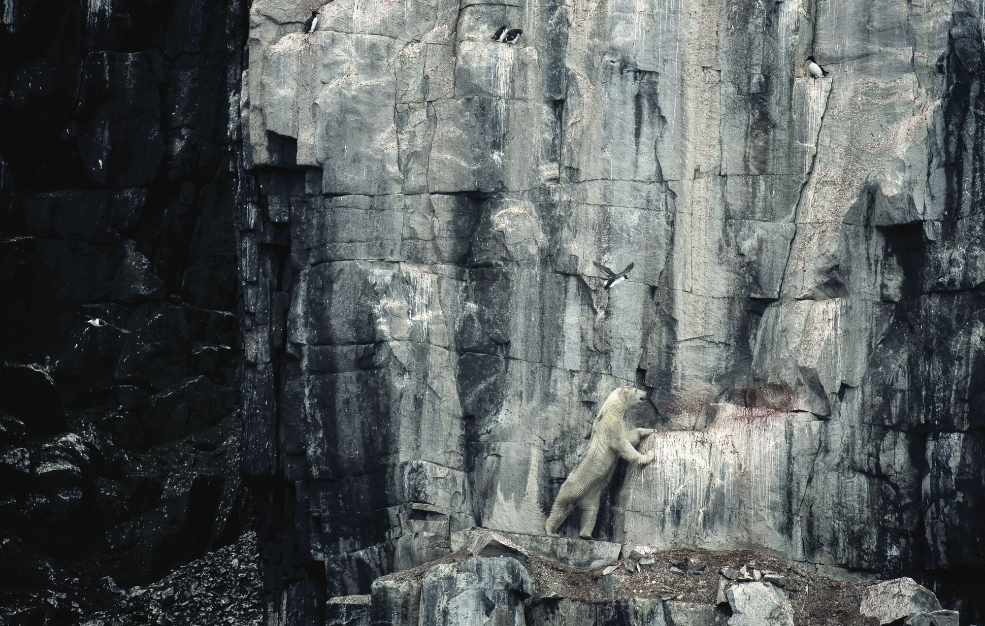 Wild Land: A Journey into the Earth's Last Wilds