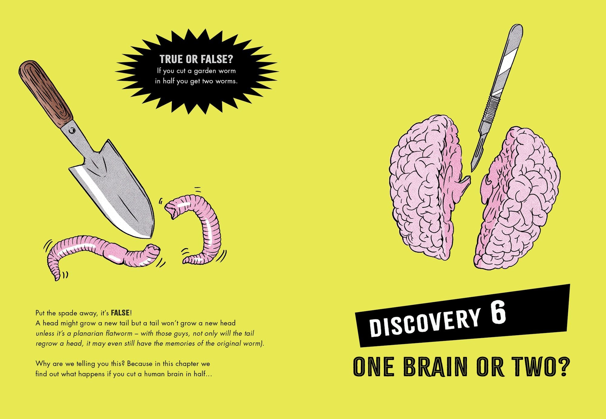 Inside Your Brain: Ten Discoveries That Reveal How the Brain Works