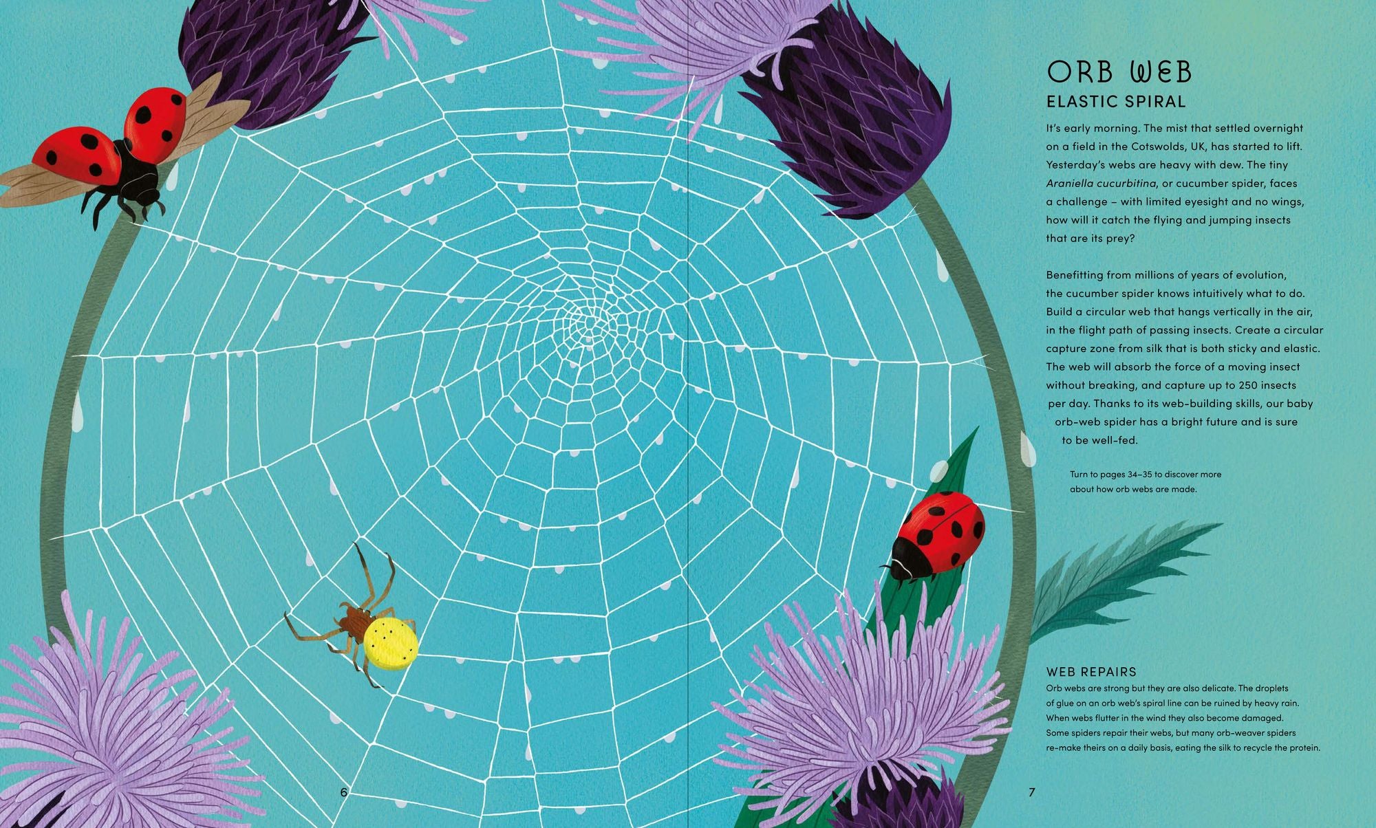 The Secret World of Spiderwebs