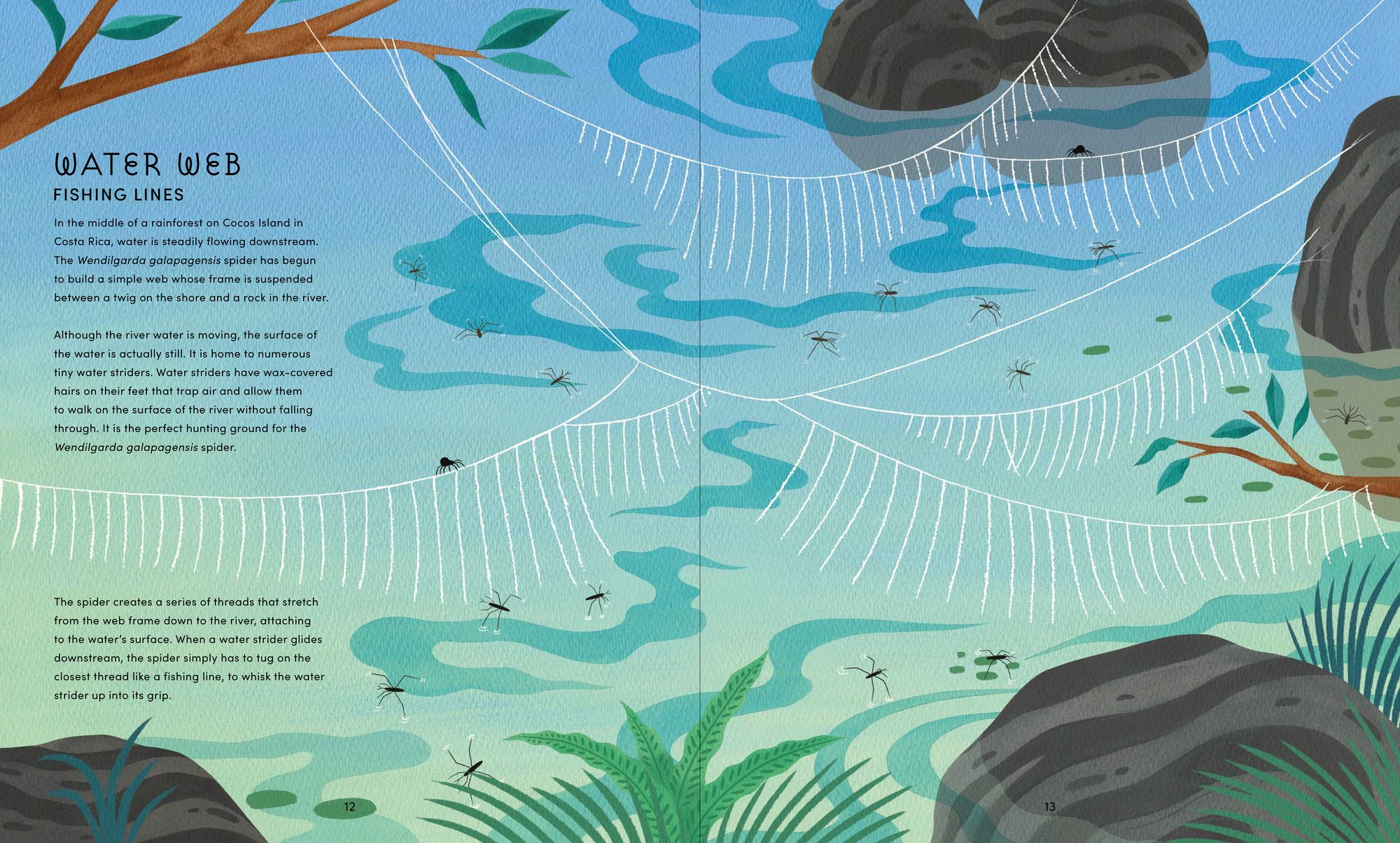 The Secret World of Spiderwebs
