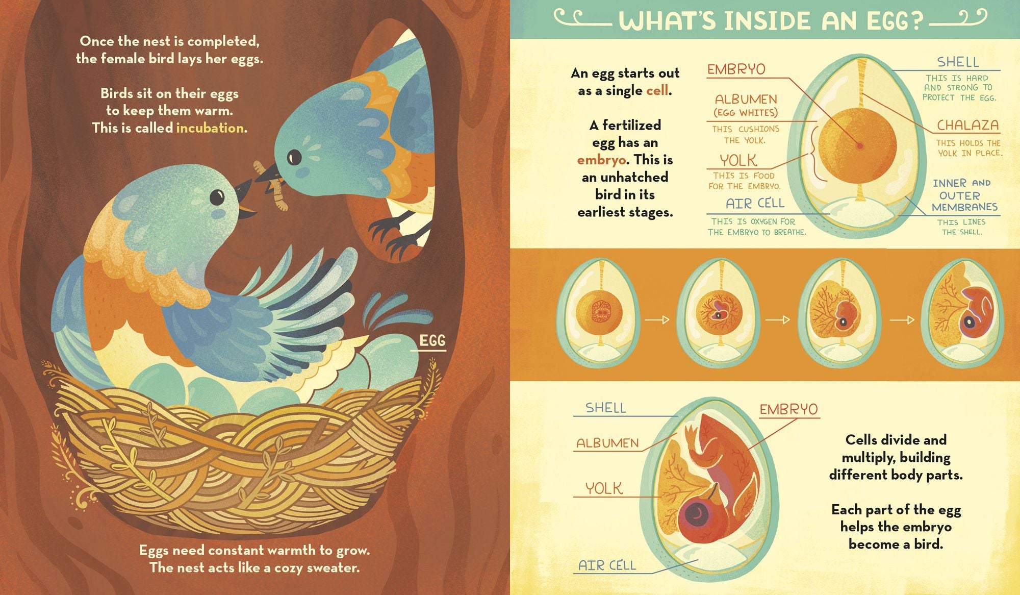 What's Inside A Bird's Nest?: And Other Questions About Nature & Life Cycles