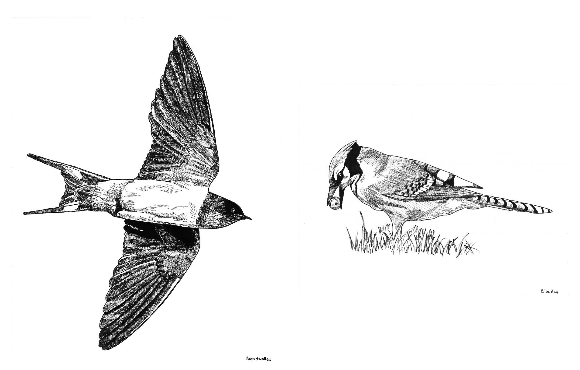 Slow Birding: The Art and Science of Enjoying the Birds in Your Own Backyard