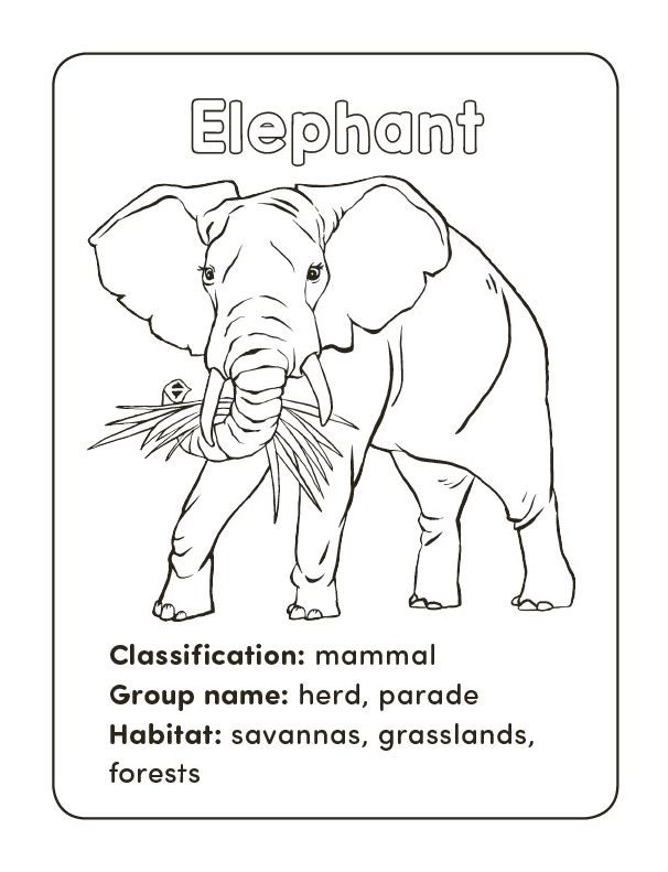 Wild Animal Book for Kids: Coloring Fun and Awesome Facts