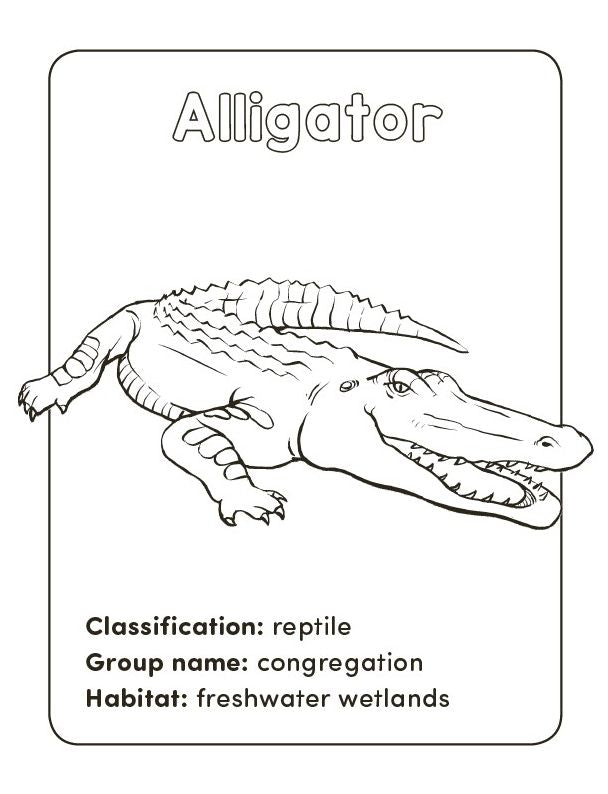 Wild Animal Book for Kids: Coloring Fun and Awesome Facts