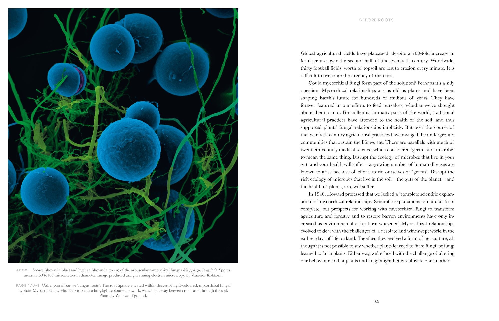 Entangled Life: The Illustrated Edition: How Fungi Make Our Worlds