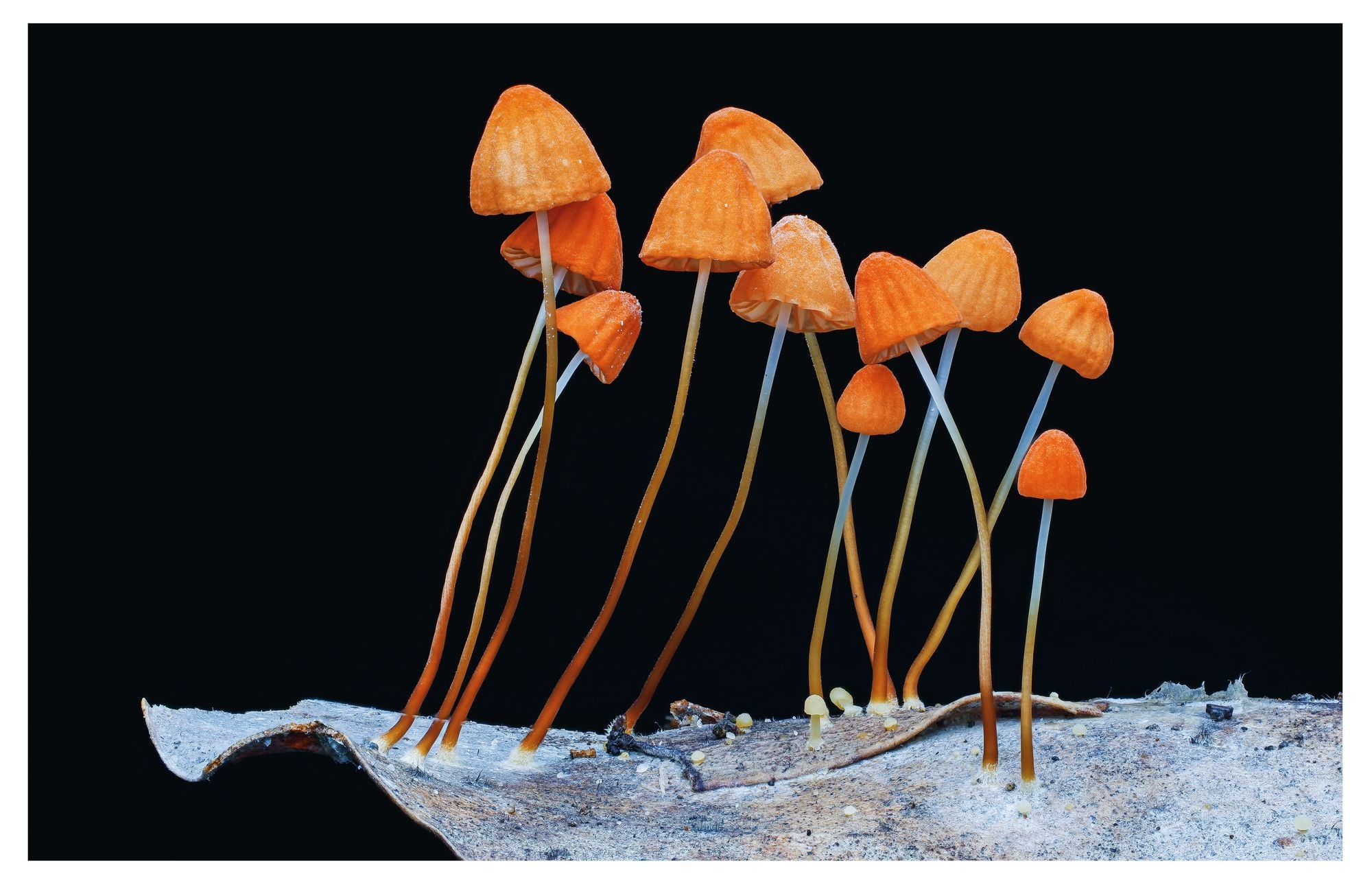 Entangled Life: The Illustrated Edition: How Fungi Make Our Worlds