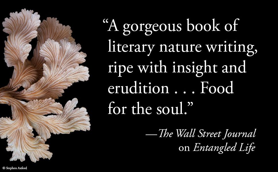 Entangled Life: The Illustrated Edition: How Fungi Make Our Worlds