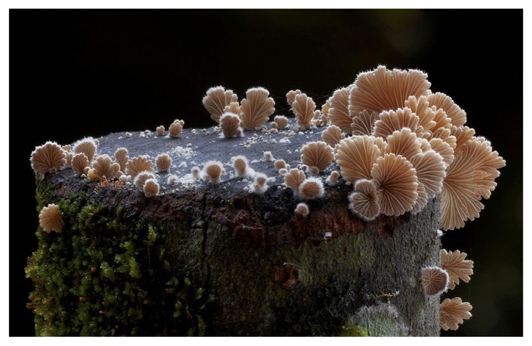 Entangled Life: The Illustrated Edition: How Fungi Make Our Worlds