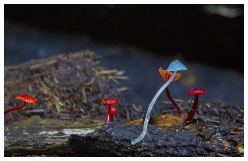 Entangled Life: The Illustrated Edition: How Fungi Make Our Worlds