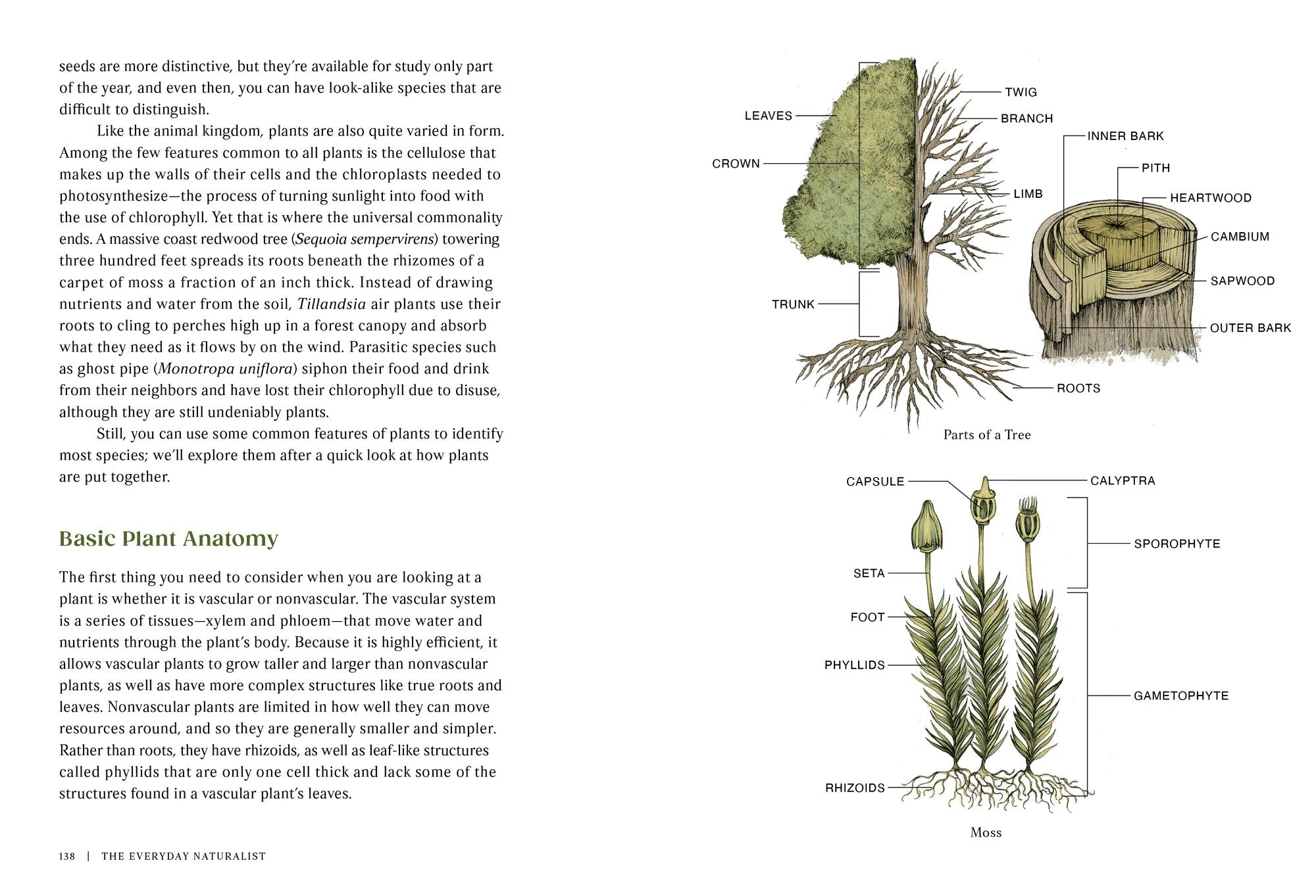 The Everyday Naturalist: How to Identify Animals, Plants, and Fungi Wherever You Go