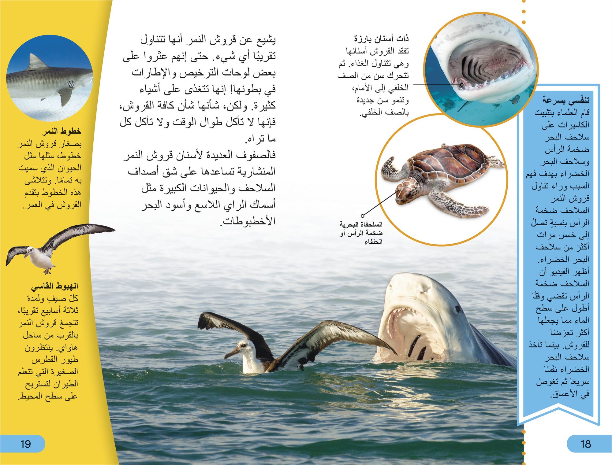 DK Super Readers Level 4 Shark Apex Predator (Arabic translation)