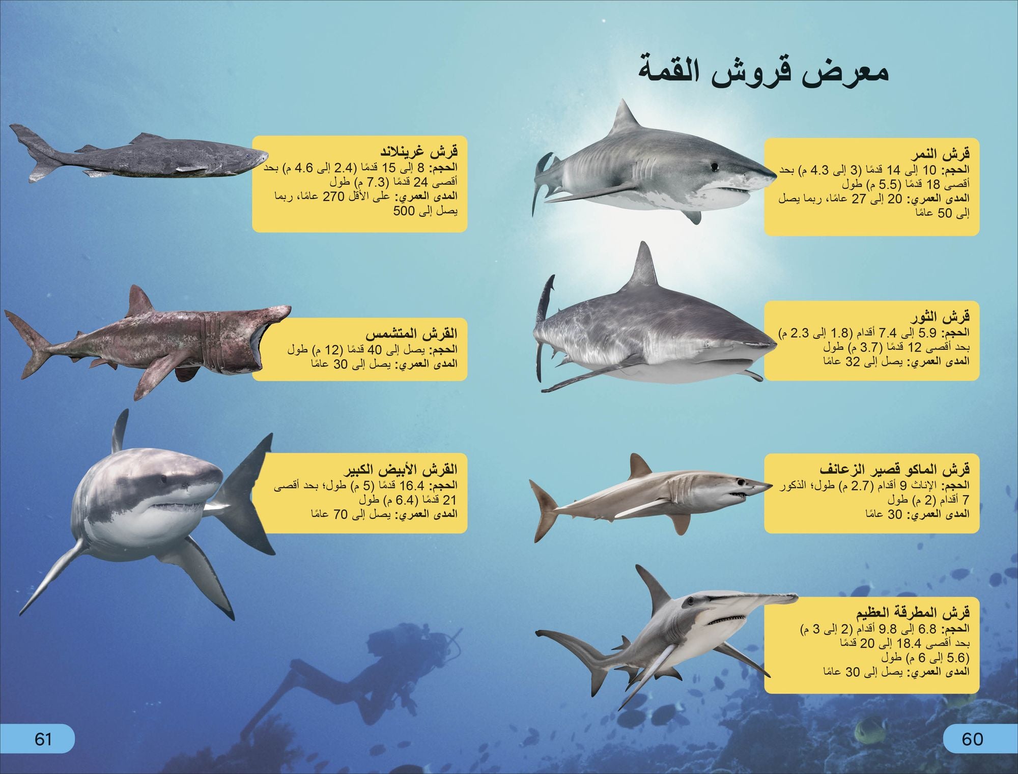 DK Super Readers Level 4 Shark Apex Predator (Arabic translation)