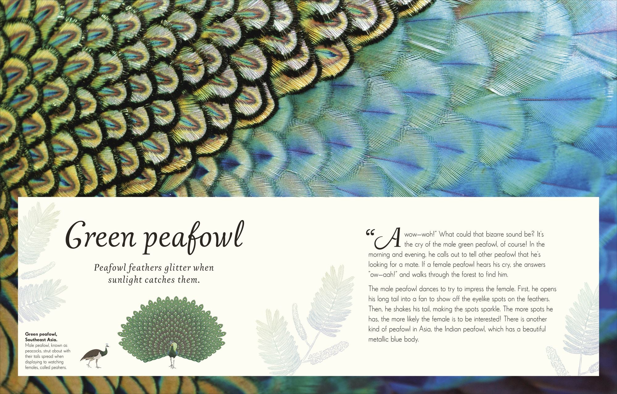 An Anthology of Exquisite Birds: Discover the Beauty of the Avian World