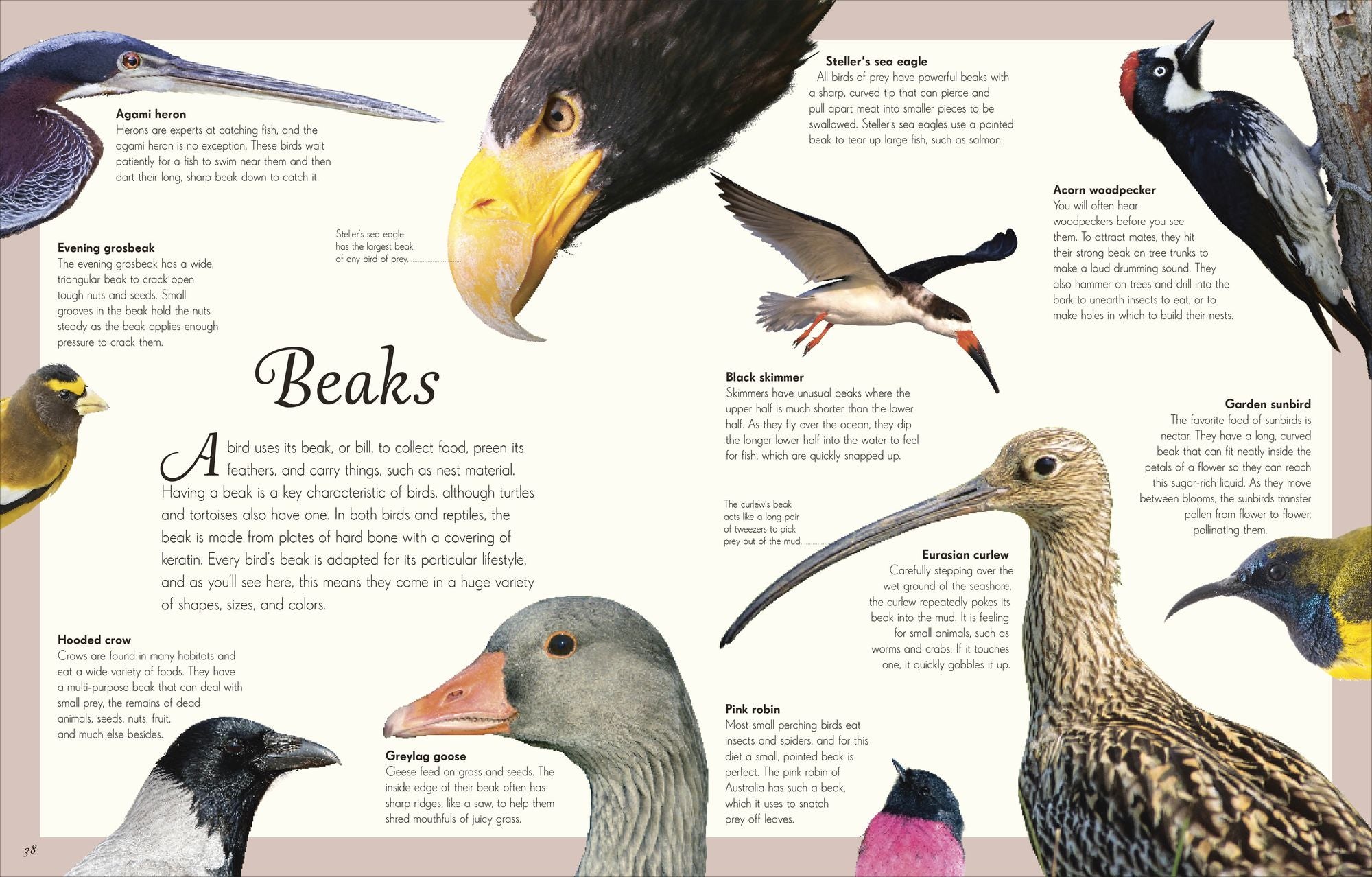 An Anthology of Exquisite Birds: Discover the Beauty of the Avian World