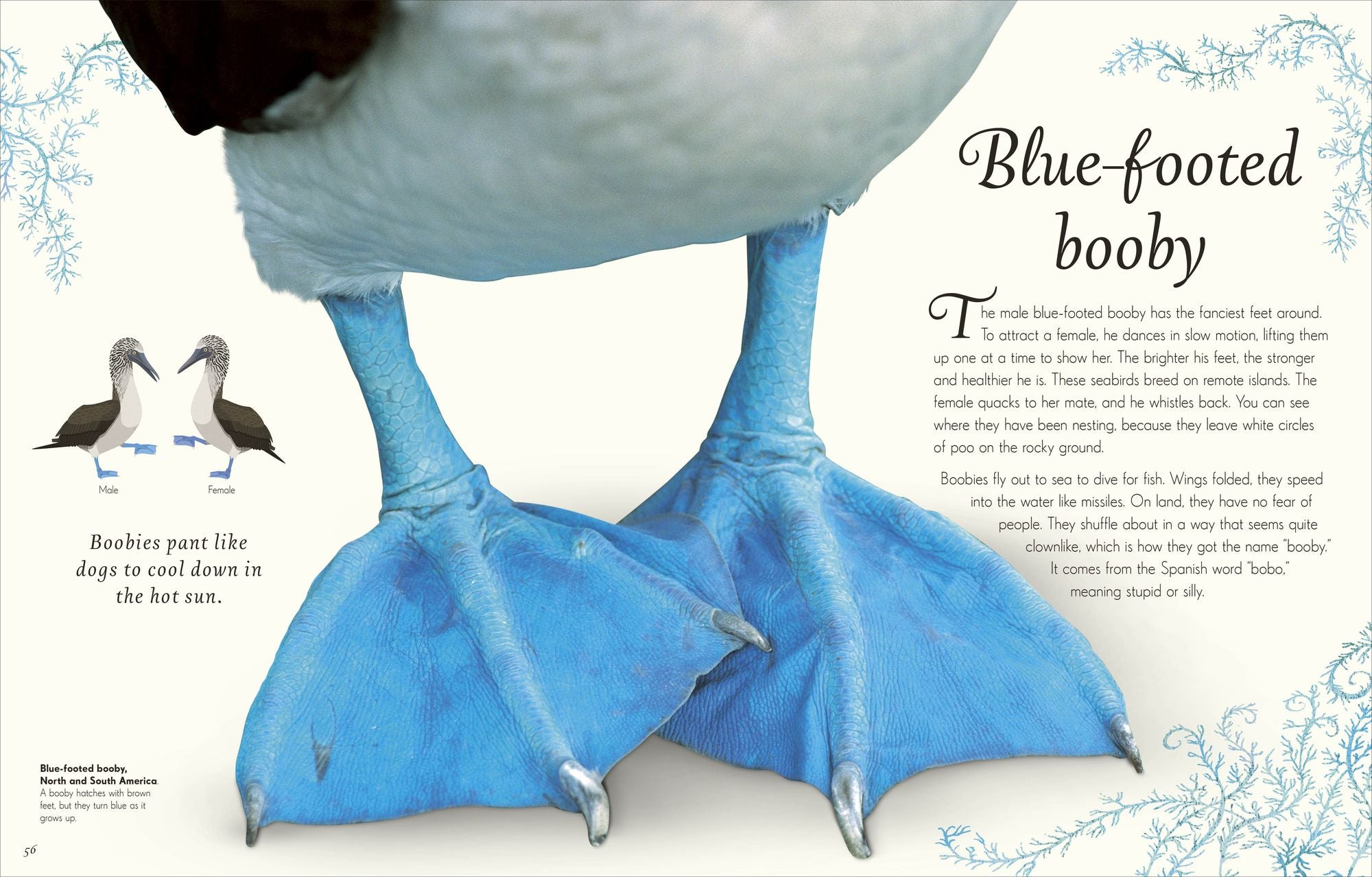 An Anthology of Exquisite Birds: Discover the Beauty of the Avian World