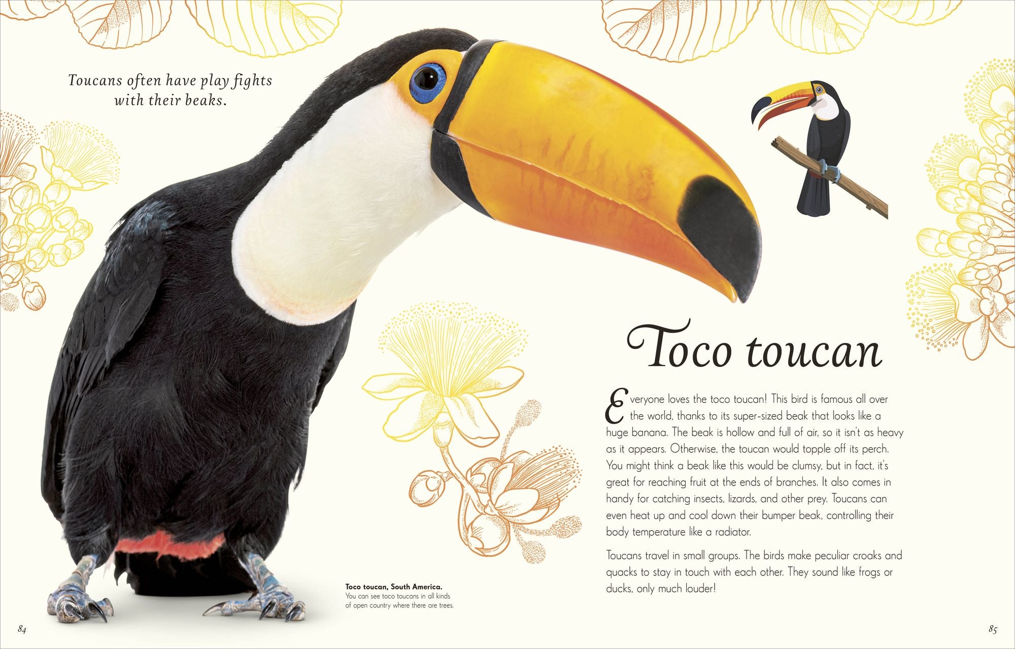 An Anthology of Exquisite Birds: Discover the Beauty of the Avian World