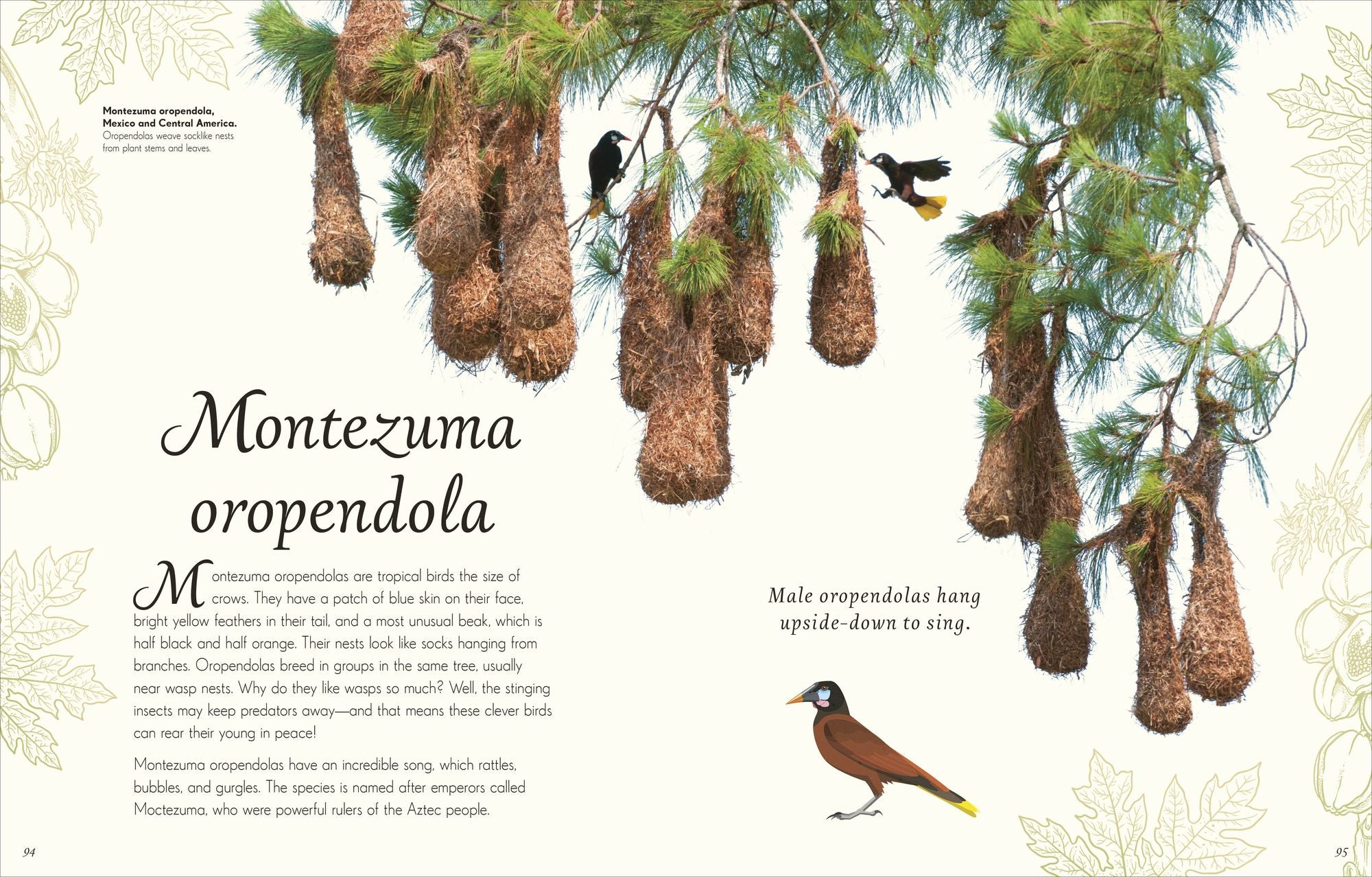 An Anthology of Exquisite Birds: Discover the Beauty of the Avian World