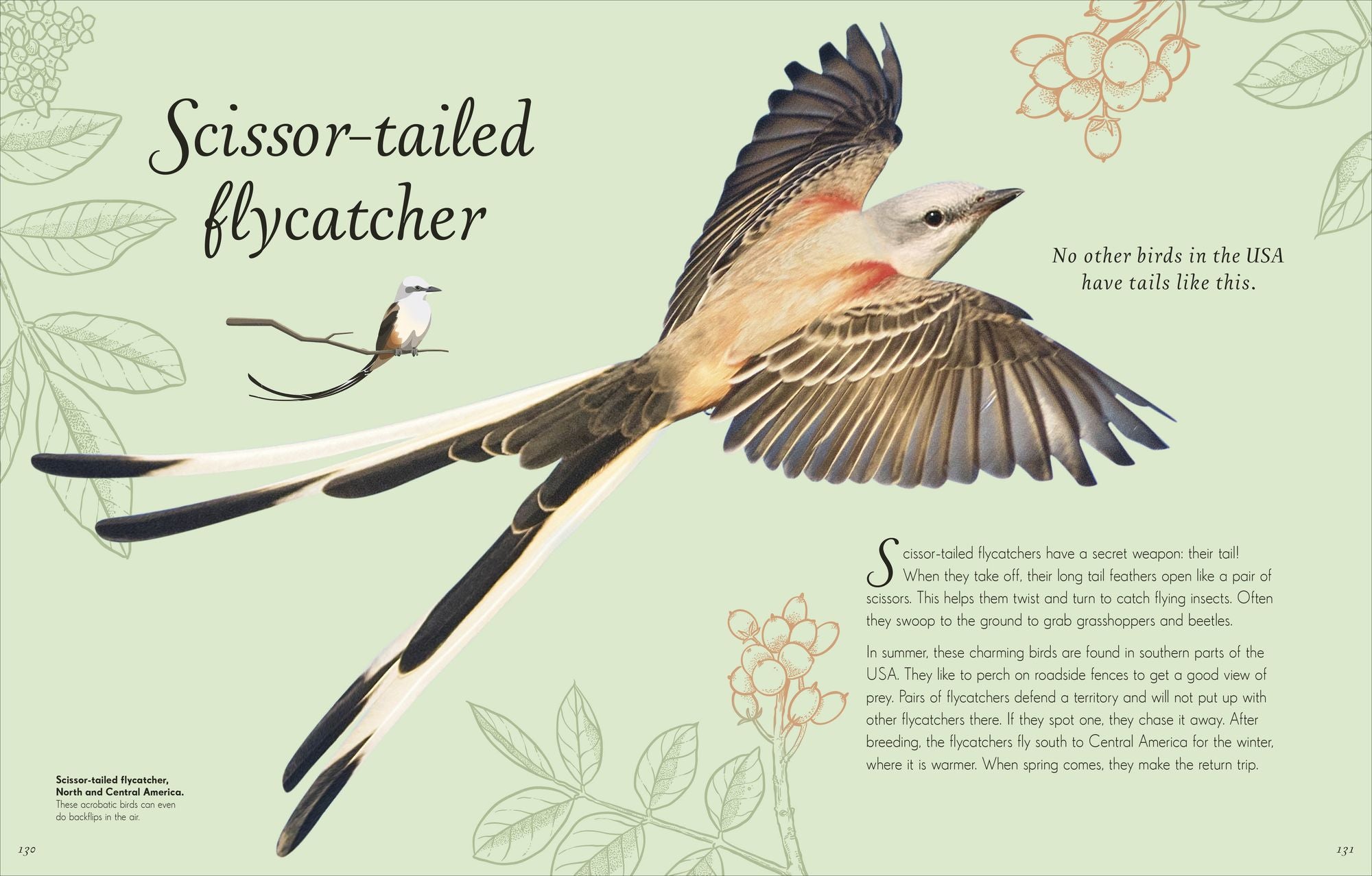 An Anthology of Exquisite Birds: Discover the Beauty of the Avian World