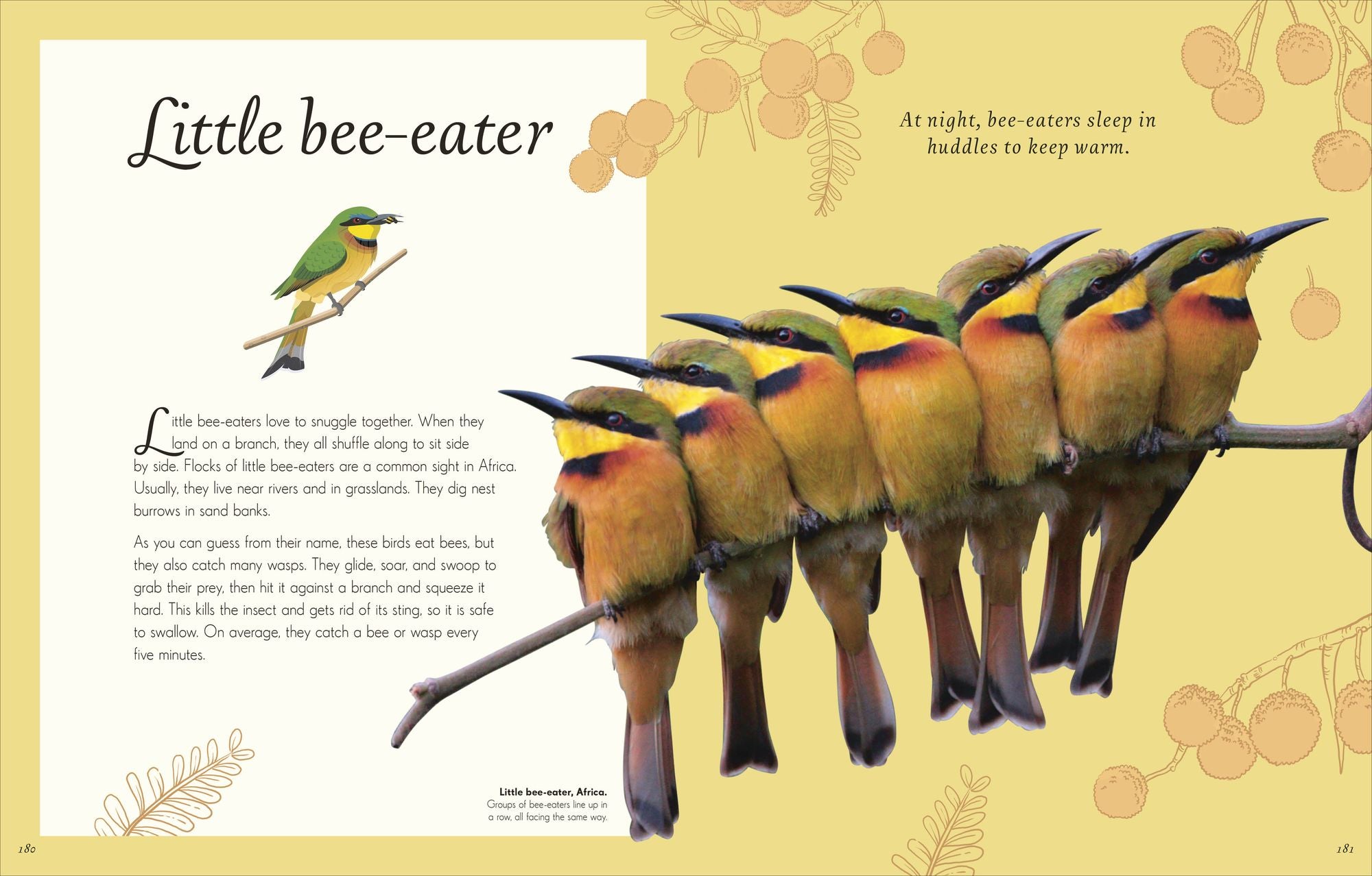 An Anthology of Exquisite Birds: Discover the Beauty of the Avian World