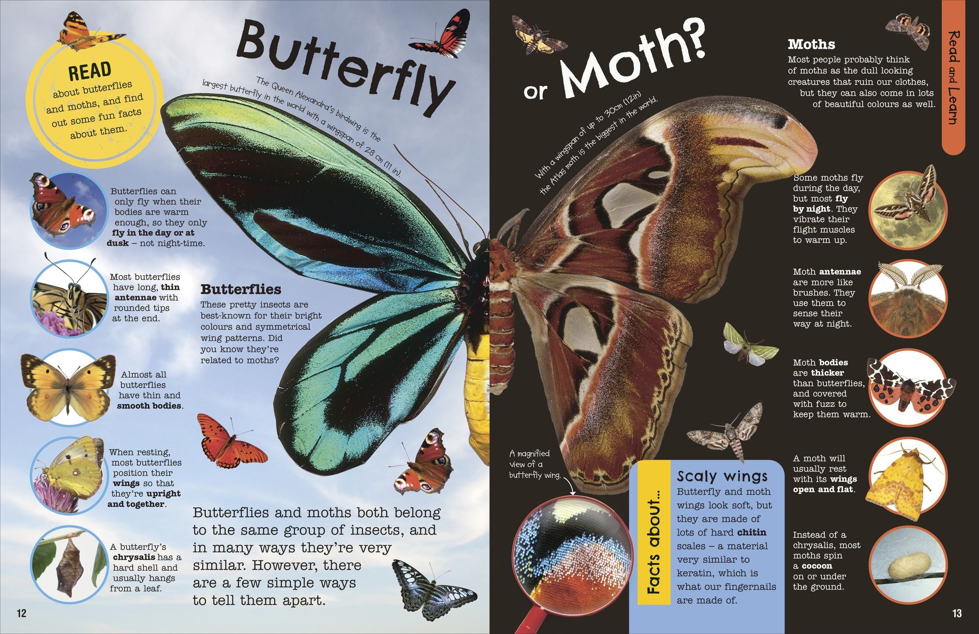 The Fact-Packed Activity Book Insects: And Other Tiny Creatures