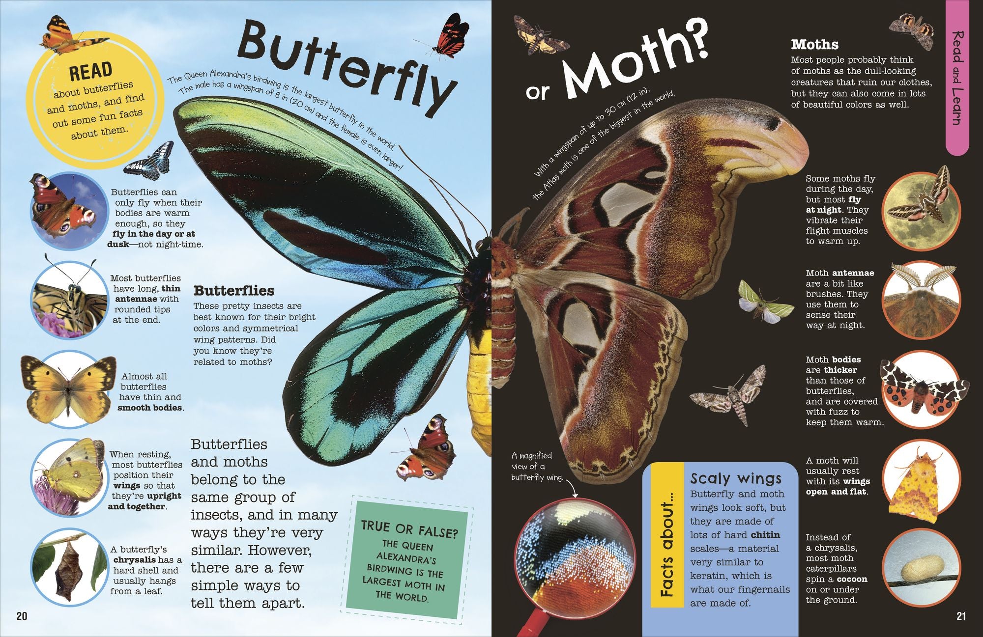 The Fact-Packed Activity Book Insects: And Other Tiny Creatures