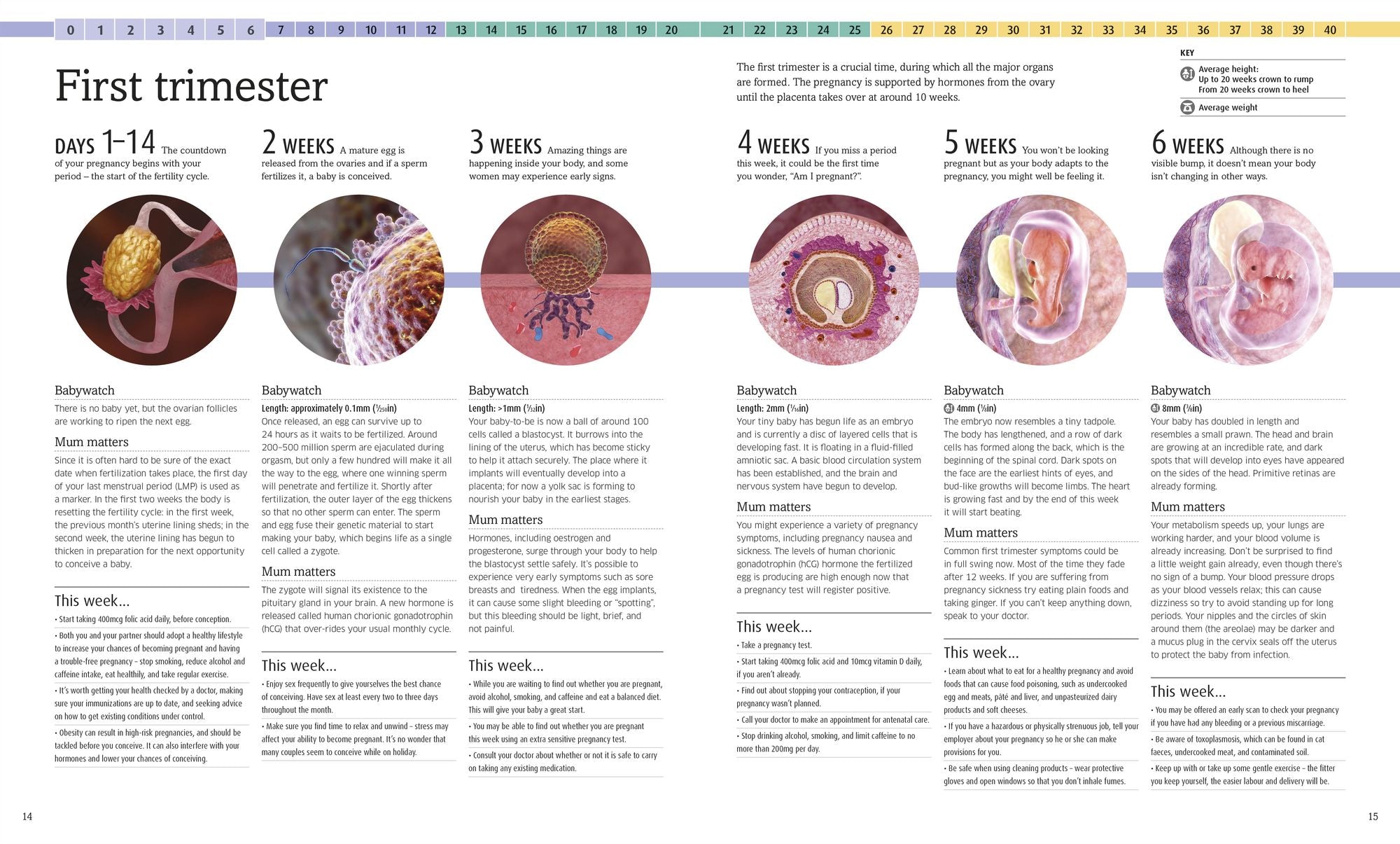 The Pregnancy Encyclopedia: All Your Questions Answered