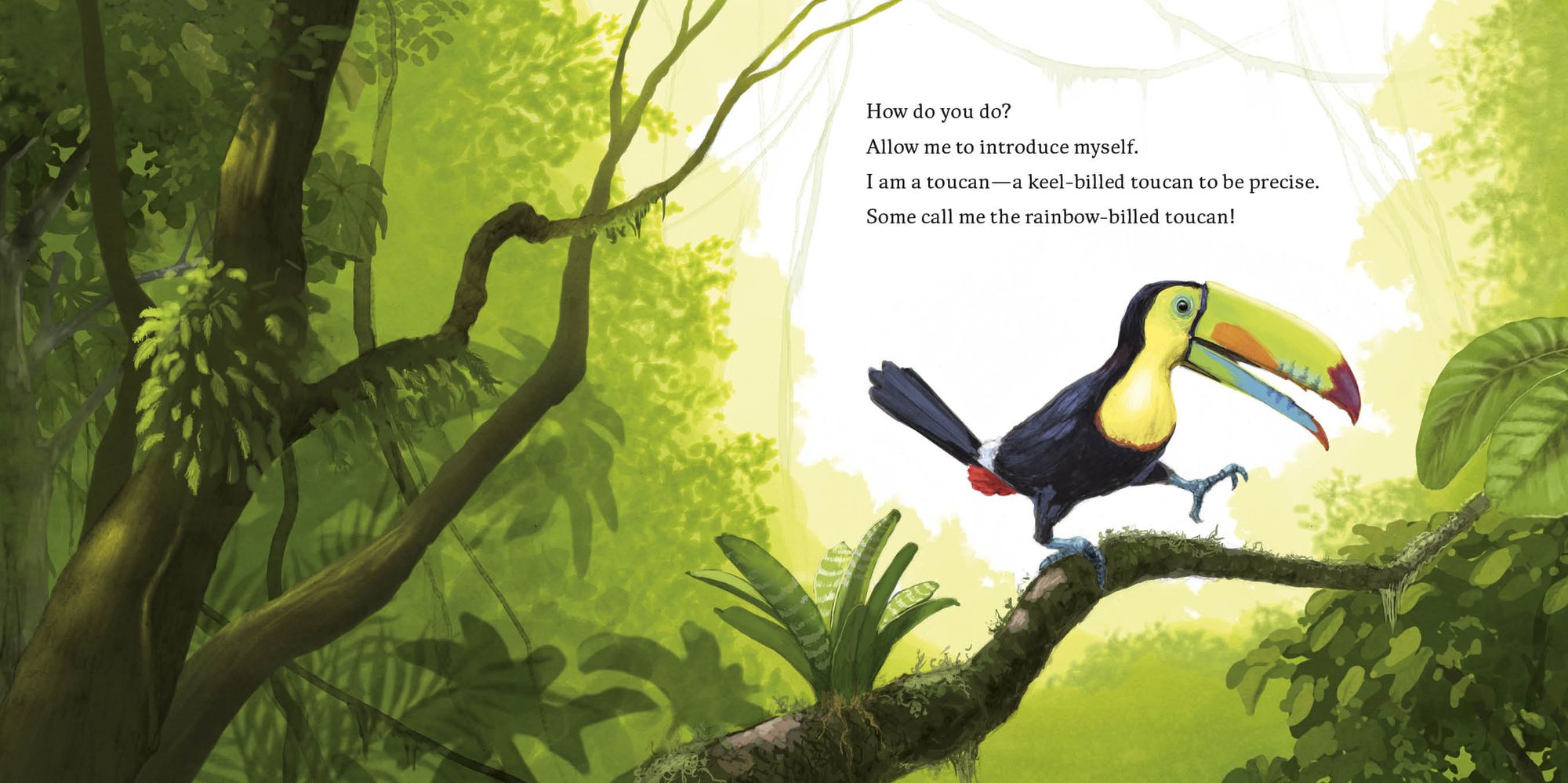 Hello, I'm a Toucan (Meet the Wild Things, Book 5)