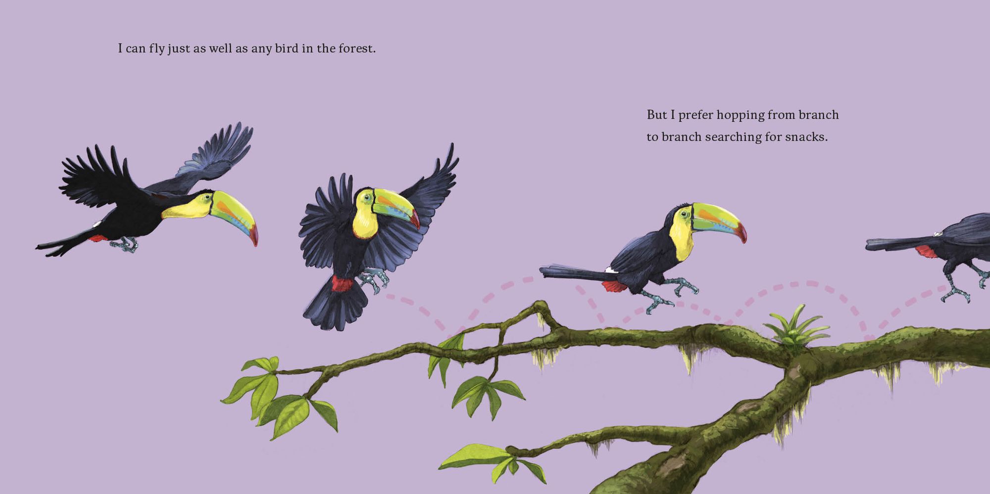 Hello, I'm a Toucan (Meet the Wild Things, Book 5)