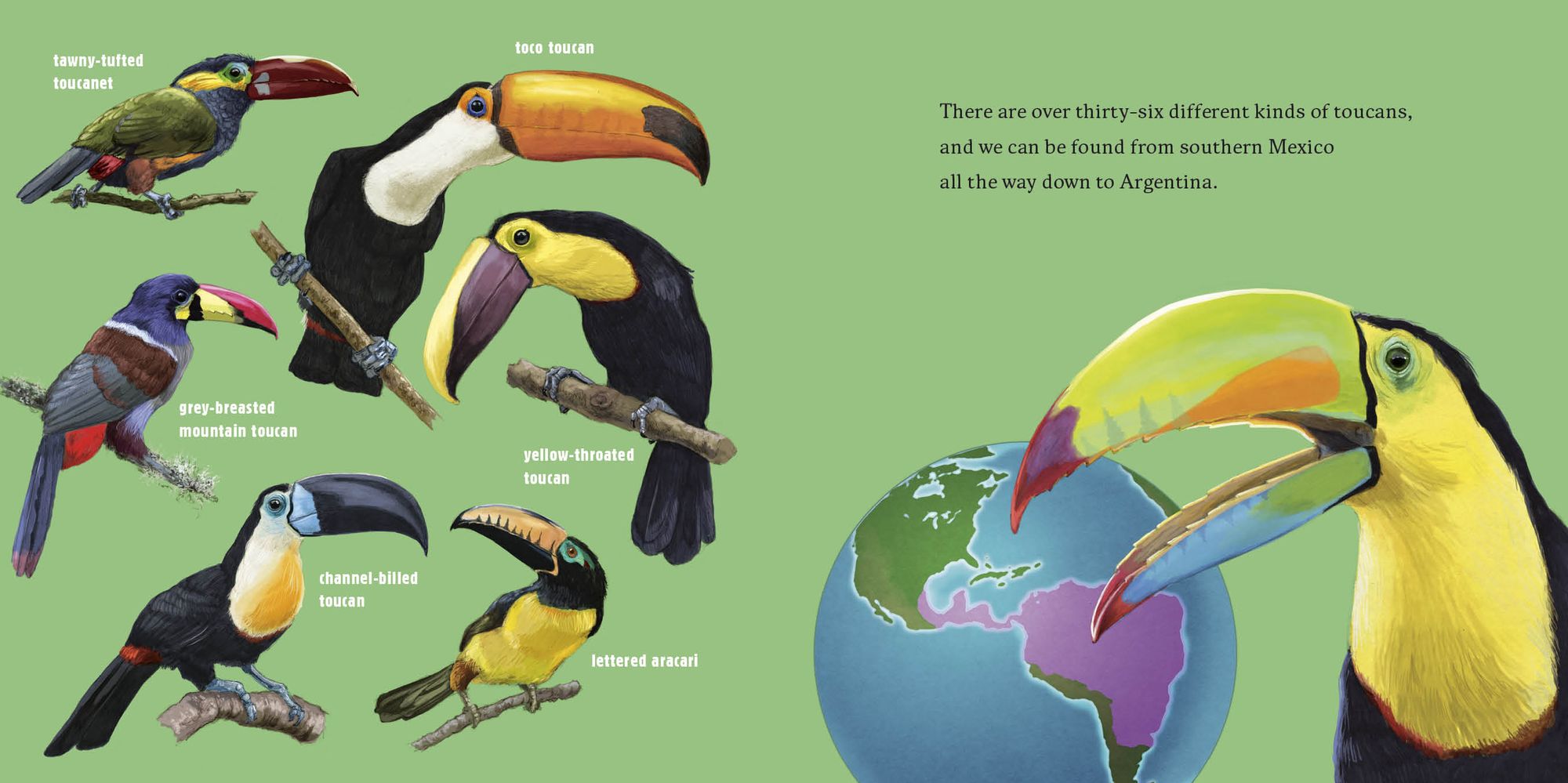 Hello, I'm a Toucan (Meet the Wild Things, Book 5)