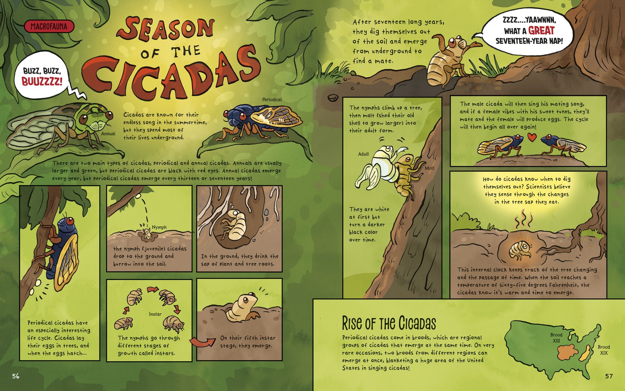 The Dirt!: Wild Life Under the Soil's Surface