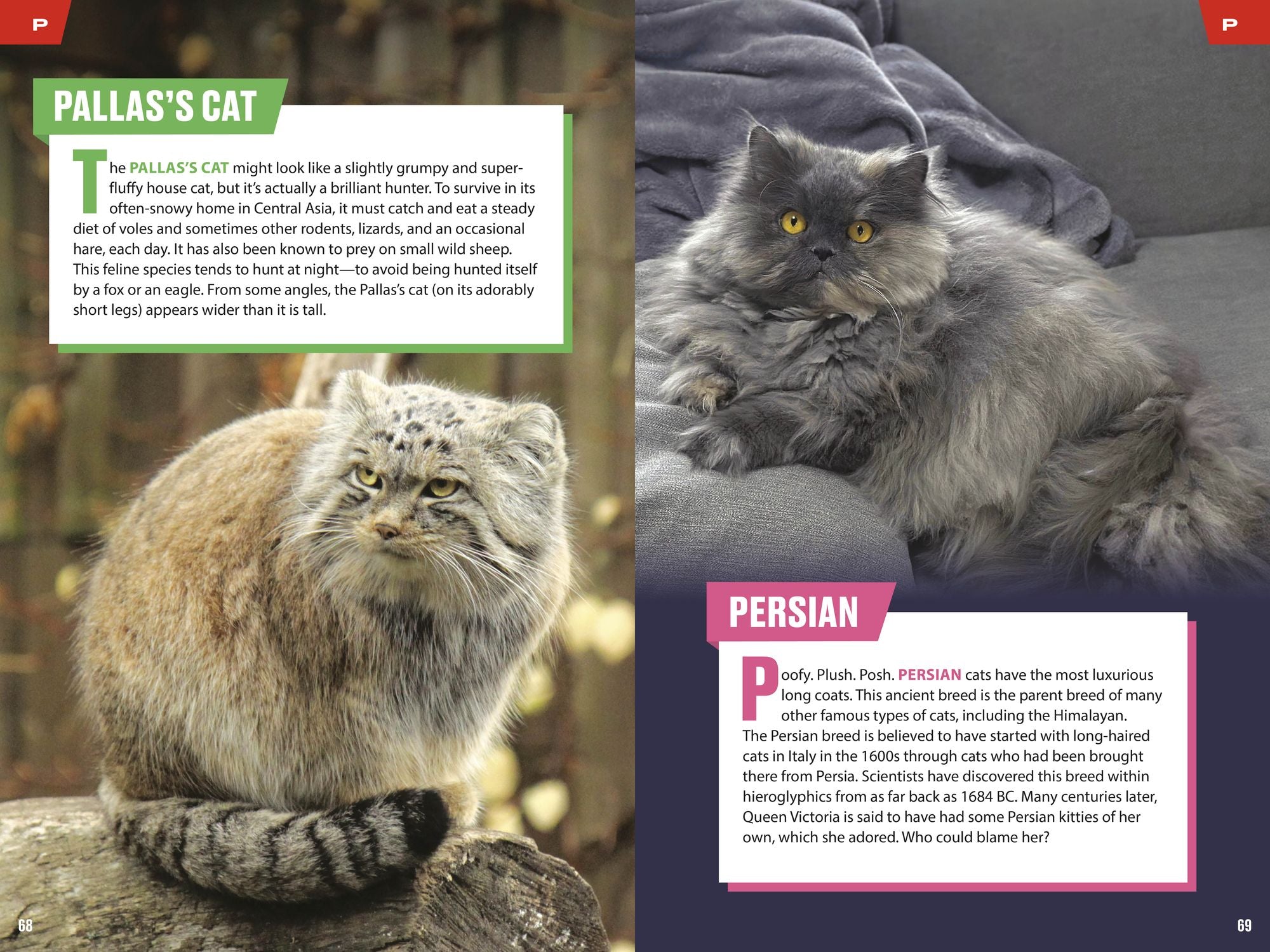 TIME for Kids: Big Cats, Small Cats: 101 Cats You Need to Know!