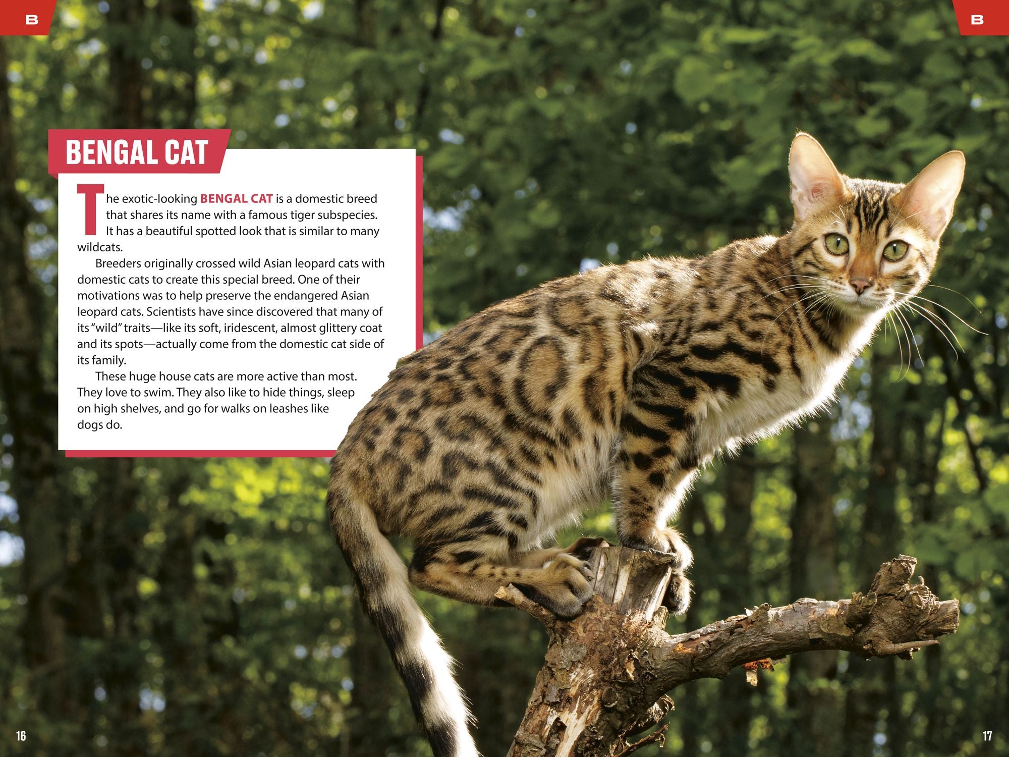 TIME for Kids: Big Cats, Small Cats: 101 Cats You Need to Know!