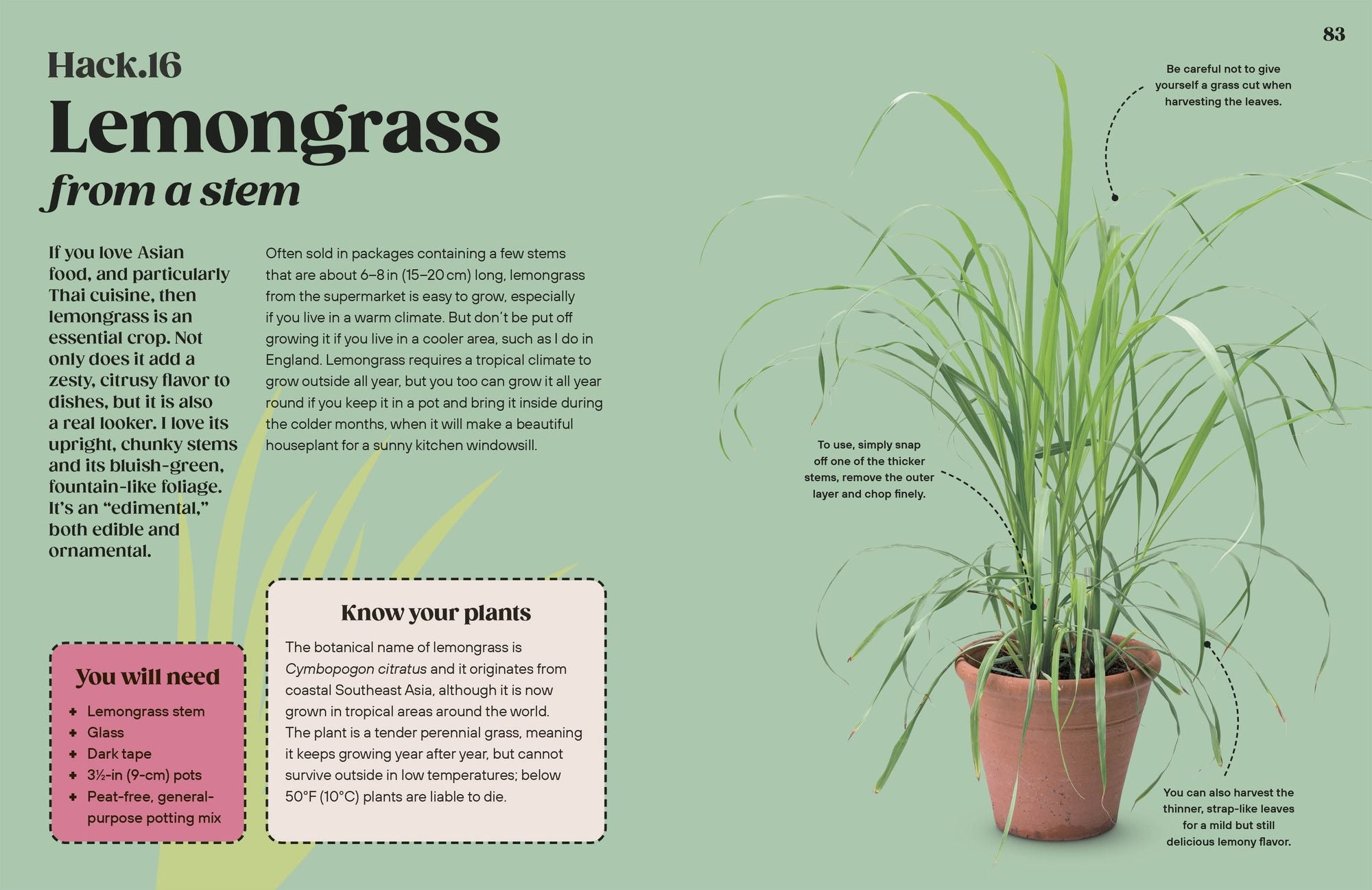 Grow Your Groceries: 40 Hacks for Growing Plants from Supermarket Foods