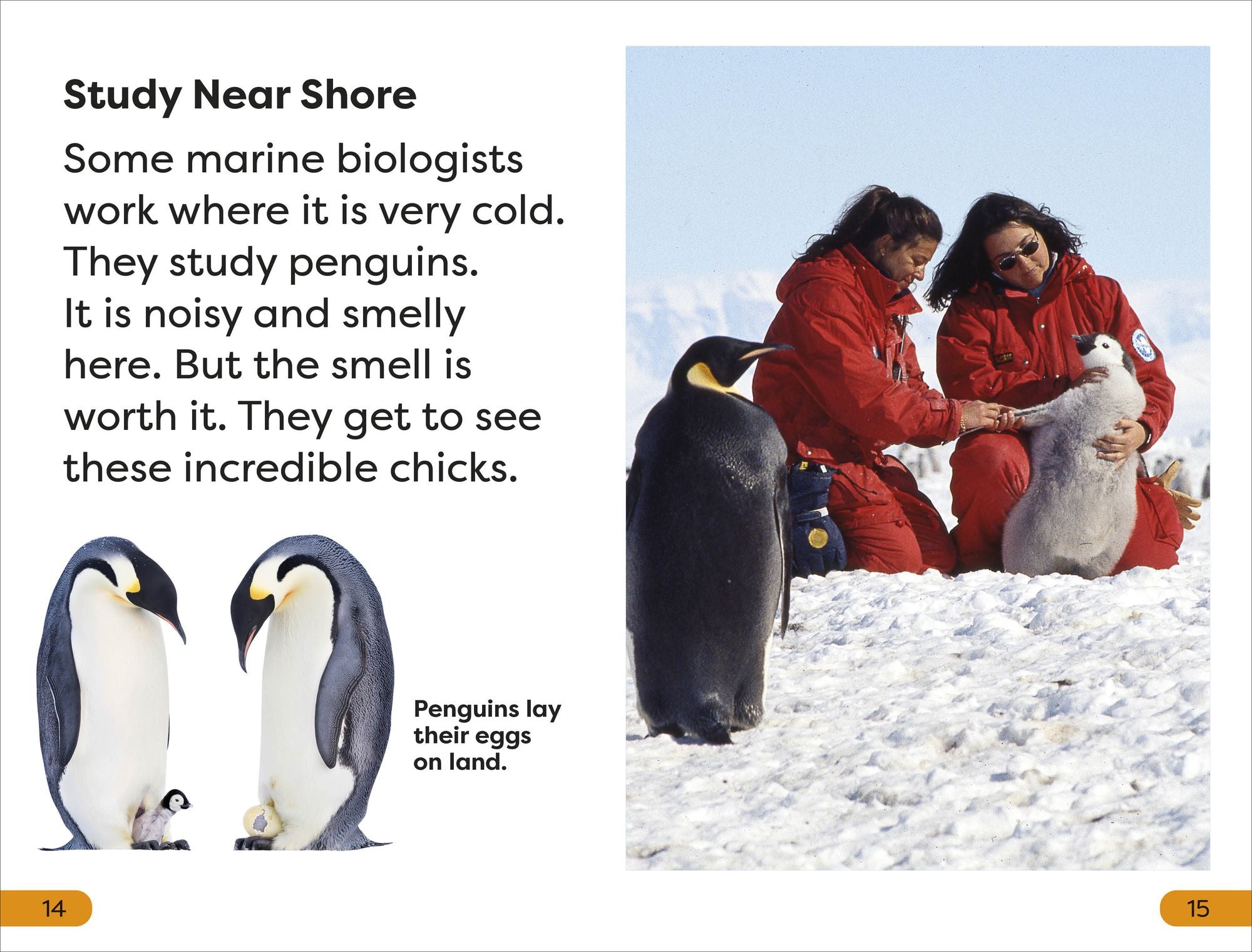 DK Super Readers Level 1 A Day in the Life of a Marine Biologist