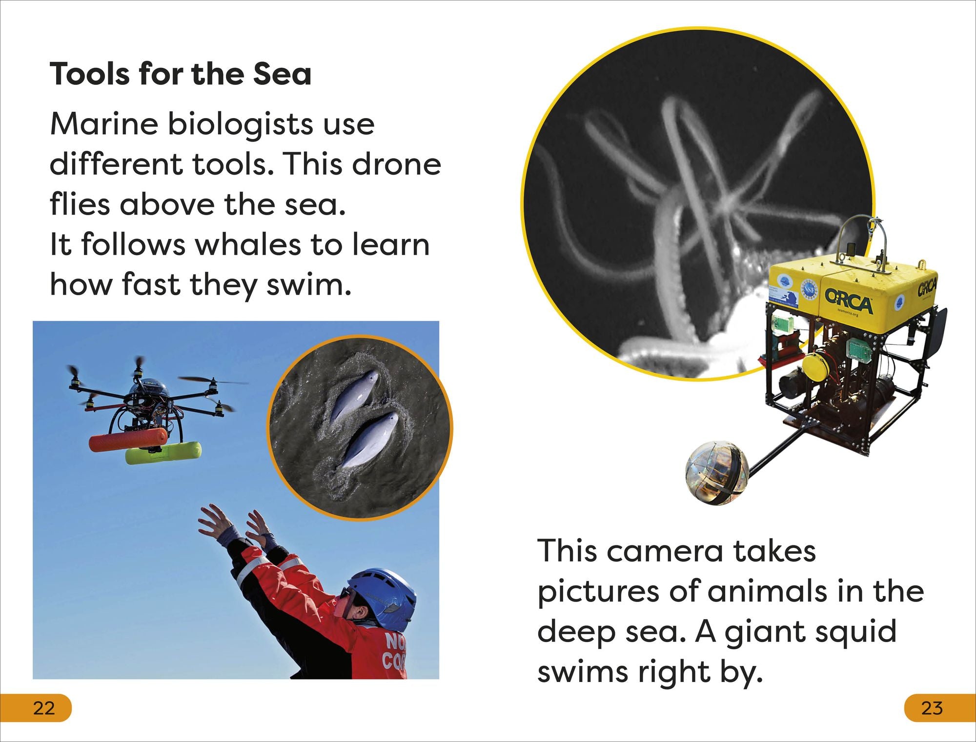 DK Super Readers Level 1 A Day in the Life of a Marine Biologist