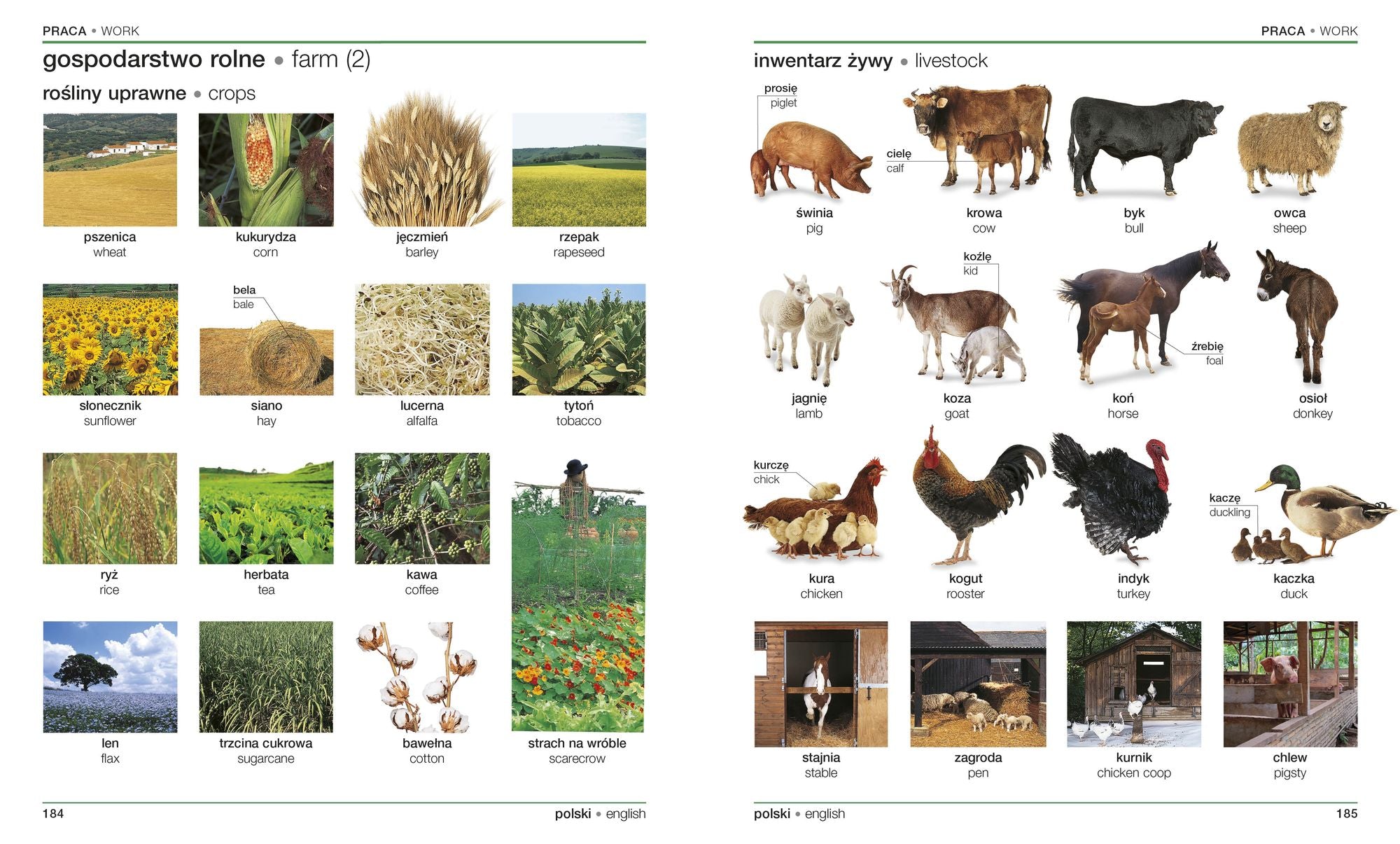 Polish - English Bilingual Visual Dictionary